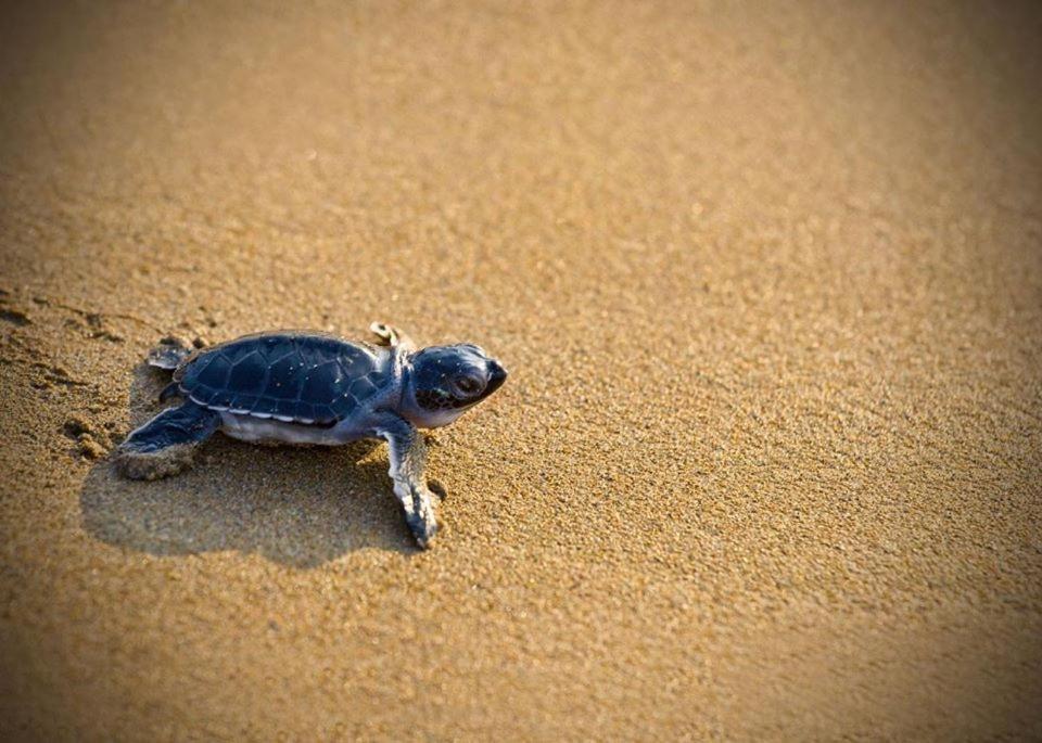 Cicirata Sea Beach - Sicilia Vacanza Avola Dış mekan fotoğraf